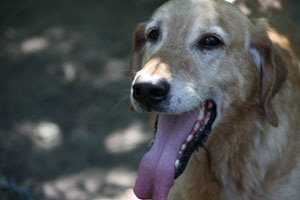 Adopt A Senior Dog Minnesota